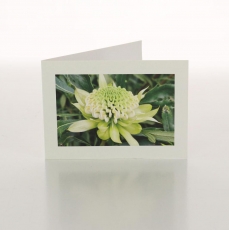 WARATAH WHITE - FOLDED CARD PK/20