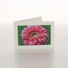 GERBERA PINK - FOLDED CARD PK/20