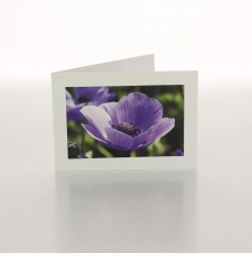 ANEMONE PURPLE - FOLDED CARD PK/20