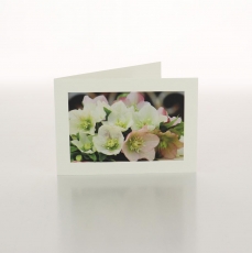 HELLEBORE BUNCH - FOLDED CARD PK/20