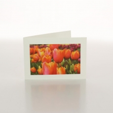 TULIP FIELD - FOLDED CARD PK/20