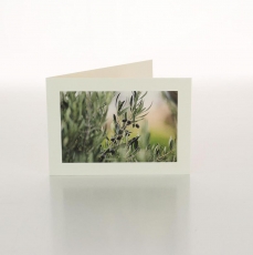 OLIVES ON BRANCH - FOLDED CARD PK/20