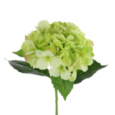 55CM HYDRANGEA GREEN