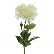 (DISC) 59CM SINGLE ROSE CREAM