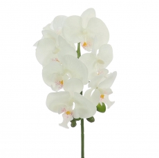 46CM MINI PHALEANOPSIS CREAM