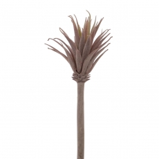 (DISC) 33CM AIR PLANT/TILLANDSIA