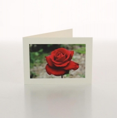 RED ROSE - FOLDED CARD PK/20
